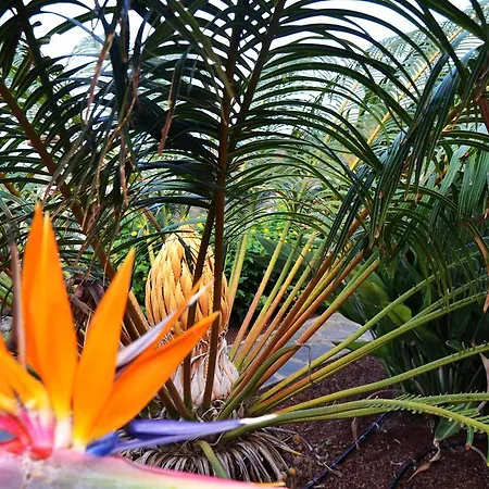 Finca La Sorriba La Guancha